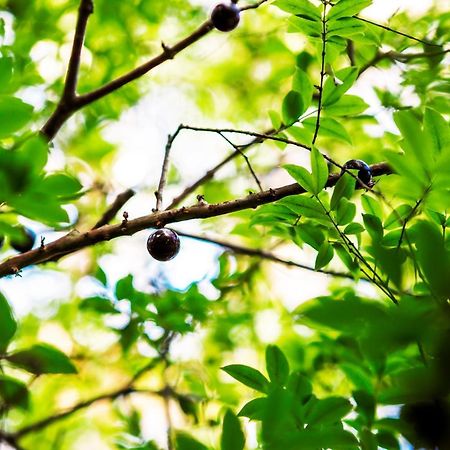 Pousada Palmeira Imperial باراتي المظهر الخارجي الصورة
