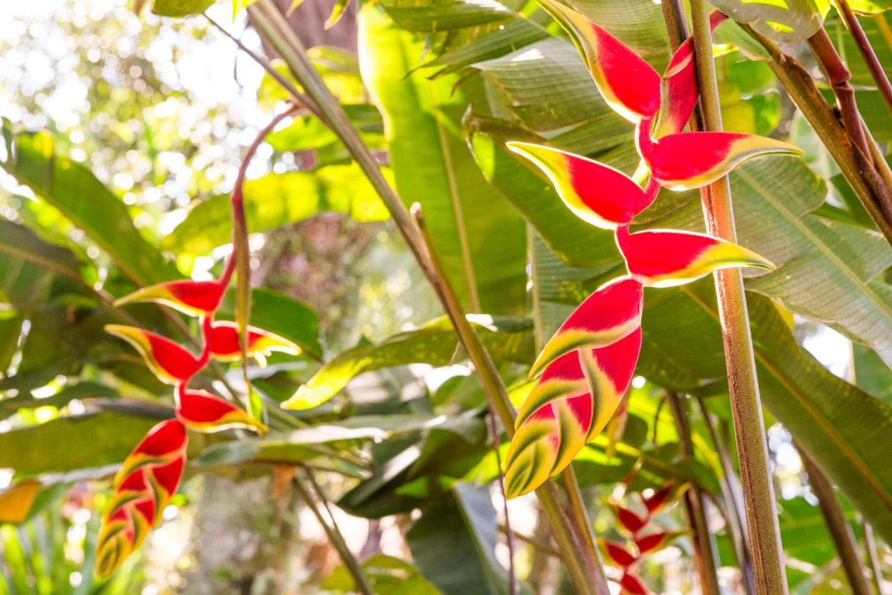 Pousada Palmeira Imperial باراتي المظهر الخارجي الصورة