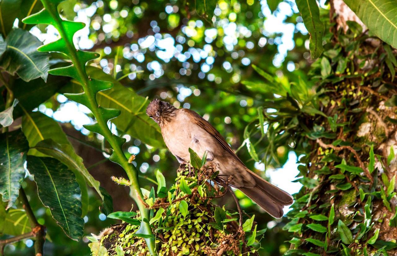 Pousada Palmeira Imperial باراتي المظهر الخارجي الصورة