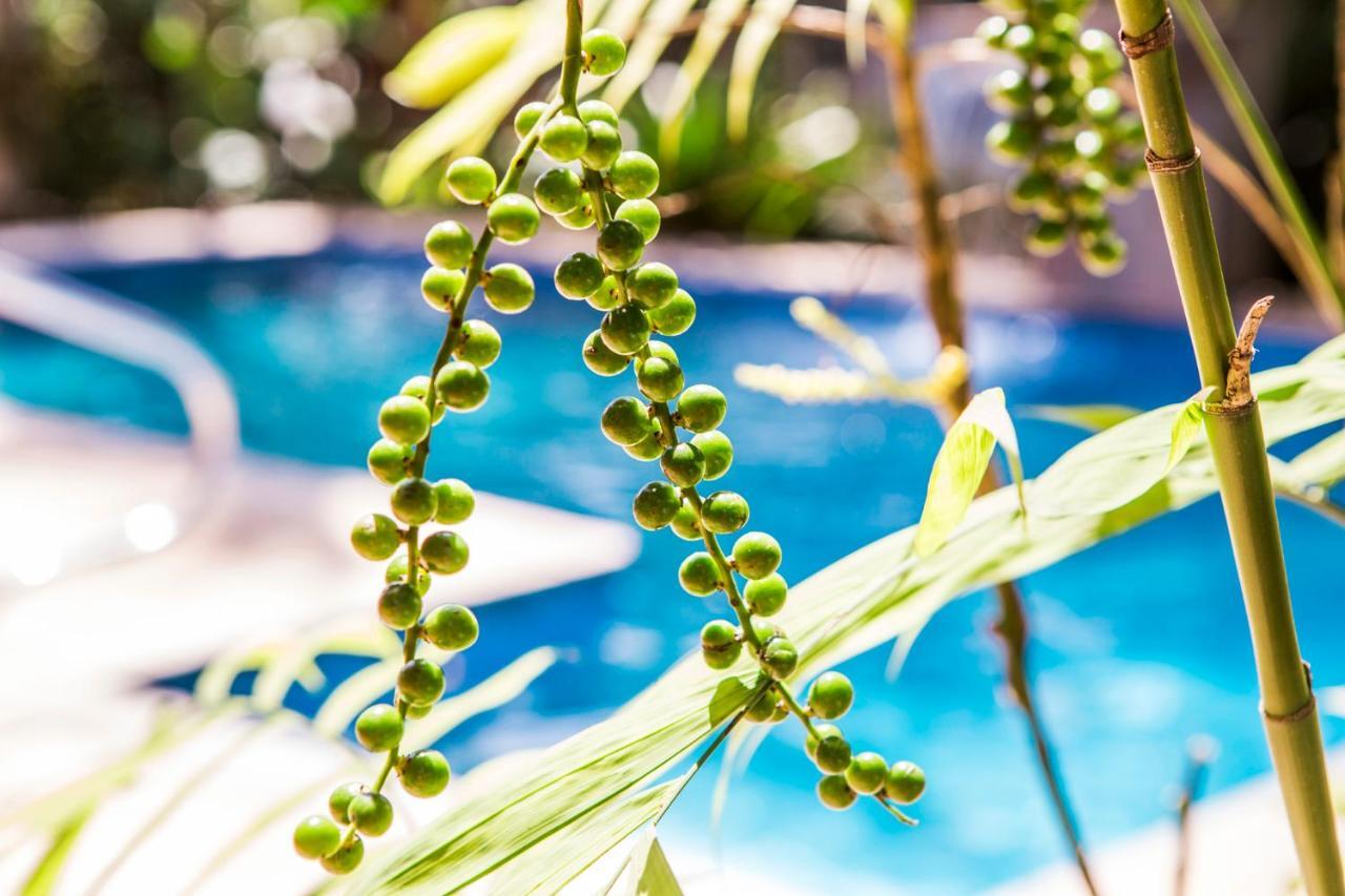 Pousada Palmeira Imperial باراتي المظهر الخارجي الصورة